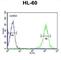 Beta-1,4-Galactosyltransferase 1 antibody, abx034145, Abbexa, Western Blot image 