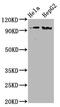 Nibrin antibody, CSB-RA015486A343phHU, Cusabio, Western Blot image 