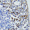 USO1 Vesicle Transport Factor antibody, LS-C332251, Lifespan Biosciences, Immunohistochemistry frozen image 