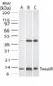 TNF Receptor Superfamily Member 12A antibody, GTX13709, GeneTex, Western Blot image 