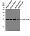 Fas Associated Via Death Domain antibody, P00237, Boster Biological Technology, Western Blot image 