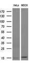 Follicle Stimulating Hormone Subunit Beta antibody, M01885-2, Boster Biological Technology, Western Blot image 