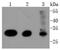 Cyclin Dependent Kinase 4 antibody, NBP2-67751, Novus Biologicals, Western Blot image 