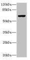 Solute Carrier Family 13 Member 2 antibody, LS-C676494, Lifespan Biosciences, Western Blot image 