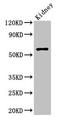 Anti-Mullerian Hormone antibody, LS-C317918, Lifespan Biosciences, Western Blot image 