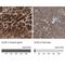 Aminolevulinate Dehydratase antibody, NBP1-89158, Novus Biologicals, Immunohistochemistry paraffin image 