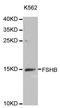 Follicle Stimulating Hormone Subunit Beta antibody, LS-C333975, Lifespan Biosciences, Western Blot image 