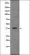 RAD51 Recombinase antibody, orb335977, Biorbyt, Western Blot image 