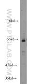Heat Shock Transcription Factor 5 antibody, 17765-1-AP, Proteintech Group, Western Blot image 