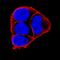 Integrin Subunit Beta 4 antibody, MAB4060, R&D Systems, Immunofluorescence image 