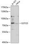 Glutathione S-Transferase C-Terminal Domain Containing antibody, 22-767, ProSci, Western Blot image 