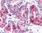 Wnt Family Member 5B antibody, 48-370, ProSci, Immunohistochemistry paraffin image 