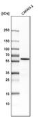 Malic Enzyme 3 antibody, PA5-58408, Invitrogen Antibodies, Western Blot image 