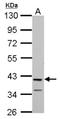 Protein mab-21-like 1 antibody, NBP2-19961, Novus Biologicals, Western Blot image 