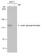 Unc-51 Like Autophagy Activating Kinase 1 antibody, PA5-78250, Invitrogen Antibodies, Western Blot image 