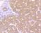 Caspase 10 antibody, NBP2-67878, Novus Biologicals, Immunohistochemistry paraffin image 