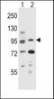 Aryl Hydrocarbon Receptor antibody, PA5-25447, Invitrogen Antibodies, Western Blot image 