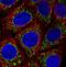 Tu Translation Elongation Factor, Mitochondrial antibody, NBP2-36751, Novus Biologicals, Immunocytochemistry image 