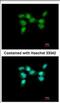 Eukaryotic Translation Initiation Factor 4A3 antibody, NBP2-16305, Novus Biologicals, Immunocytochemistry image 