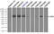 Lipase G, Endothelial Type antibody, TA501020, Origene, Immunoprecipitation image 