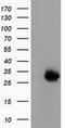 Phenazine Biosynthesis Like Protein Domain Containing antibody, TA501840, Origene, Western Blot image 