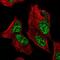 Zinc Finger Protein 233 antibody, NBP1-81942, Novus Biologicals, Immunofluorescence image 