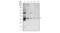 Annexin A5 antibody, NBP2-52413, Novus Biologicals, Western Blot image 