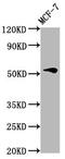 Vitronectin antibody, CSB-PA029544EA01HU, Cusabio, Western Blot image 