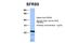 Serine And Arginine Rich Splicing Factor 9 antibody, 29-319, ProSci, Western Blot image 
