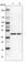 Family With Sequence Similarity 172 Member A antibody, HPA012299, Atlas Antibodies, Western Blot image 