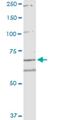 Rho Guanine Nucleotide Exchange Factor 10 antibody, H00009639-M02, Novus Biologicals, Western Blot image 