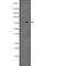 Nuclear FMR1 Interacting Protein 2 antibody, PA5-67805, Invitrogen Antibodies, Western Blot image 