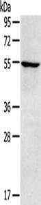 Tripartite Motif Containing 22 antibody, CSB-PA780643, Cusabio, Western Blot image 