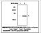 Peroxiredoxin 1 antibody, LS-C61938, Lifespan Biosciences, Immunoprecipitation image 