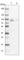 Poly(A)-Specific Ribonuclease antibody, HPA006314, Atlas Antibodies, Western Blot image 