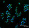 Superoxide dismutase [Cu-Zn] antibody, ADI-SOD-100-F, Enzo Life Sciences, Immunofluorescence image 