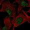 Vestigial Like Family Member 1 antibody, HPA064616, Atlas Antibodies, Immunofluorescence image 