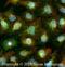 POU Class 2 Homeobox 1 antibody, NBP2-24677, Novus Biologicals, Immunofluorescence image 