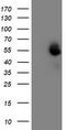 Myocyte Enhancer Factor 2C antibody, LS-C785749, Lifespan Biosciences, Western Blot image 