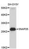 Synaptosome Associated Protein 25 antibody, abx127054, Abbexa, Western Blot image 