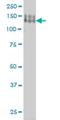 Protocadherin 1 antibody, H00005097-M01, Novus Biologicals, Western Blot image 