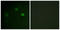 Cyclin Dependent Kinase 1 antibody, LS-C198783, Lifespan Biosciences, Immunofluorescence image 