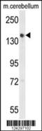 Golgi Glycoprotein 1 antibody, 64-142, ProSci, Western Blot image 