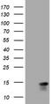 Melan-A antibody, LS-C340552, Lifespan Biosciences, Western Blot image 