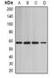 SWI/SNF Related, Matrix Associated, Actin Dependent Regulator Of Chromatin, Subfamily D, Member 1 antibody, orb341036, Biorbyt, Western Blot image 