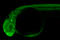 14-3-3 protein gamma-1 antibody, GTX128846, GeneTex, Immunohistochemistry frozen image 