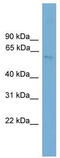 T-box transcription factor TBX21 antibody, TA342329, Origene, Western Blot image 