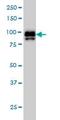 Interferon Gamma Inducible Protein 16 antibody, ab55328, Abcam, Western Blot image 