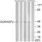 Golgi Reassembly Stacking Protein 2 antibody, LS-C120007, Lifespan Biosciences, Western Blot image 