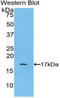 Pleiotrophin antibody, LS-C300268, Lifespan Biosciences, Western Blot image 